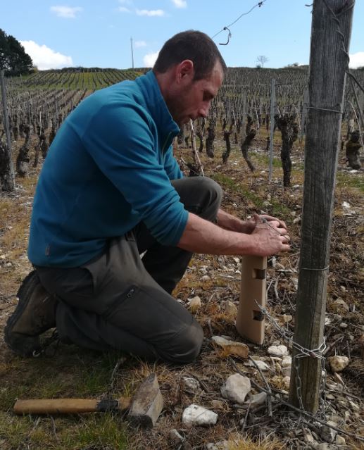 Un essai grandeur nature des manchons de protection vigne 100% biodégradables
