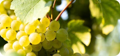 Vignoble