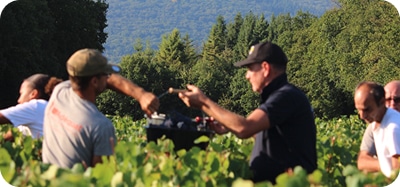 Vendanges