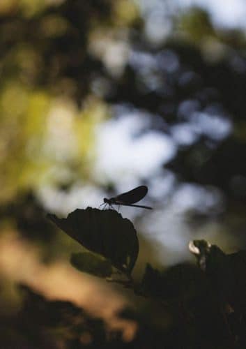 Respect de la nature